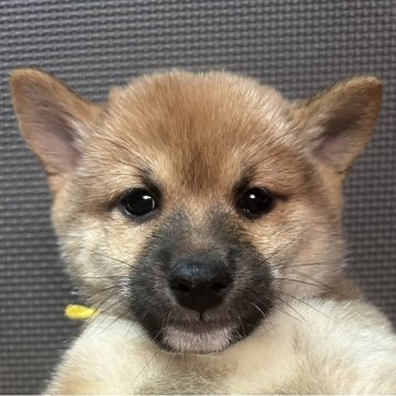 豆柴【福岡県・男の子・2025年10月2日・赤】の写真「コロッコロの赤毛の男の子」