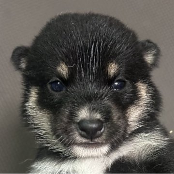 柴犬(豆柴)【福岡県・女の子・2025年7月10日・黒】の写真「可愛いお顔の黒毛の女の子」