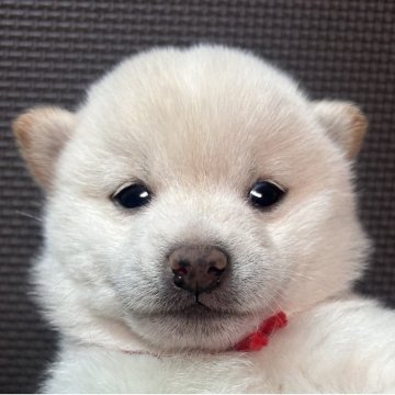 柴犬(豆柴)【福岡県・女の子・2025年8月28日・白】の写真「可愛いお顔の小柄な赤毛の女の子」