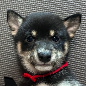 柴犬(豆柴)【福岡県・女の子・2025年7月10日・黒】の写真「おとなしい黒毛の女の子」
