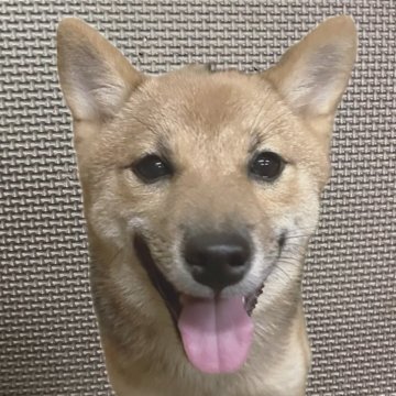 柴犬(豆柴)【福岡県・女の子・2025年3月9日・赤】の写真「クリクリお目目の小柄で人懐っこい赤毛の女の子」