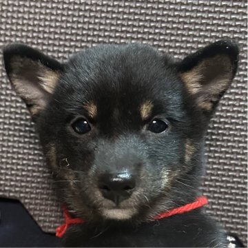 豆柴【福岡県・女の子・2025年9月14日・黒】の写真「綺麗な顔立ちのおとなしい黒毛の女の子」