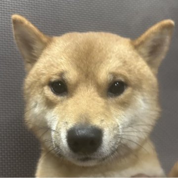 豆柴【福岡県・男の子・2025年2月13日・赤】の写真「元気な赤毛の男の子」