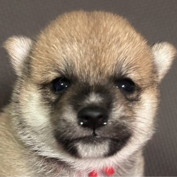 柴犬(豆柴)【福岡県・女の子・2025年7月5日・赤】の写真「可愛いお顔の赤毛の女の子」