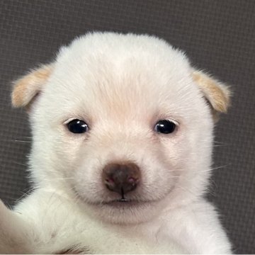 柴犬(豆柴)【福岡県・男の子・2025年7月12日・白】の写真「可愛いお顔の白毛の男の子」