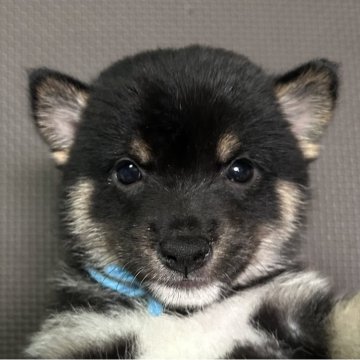 柴犬(豆柴)【福岡県・男の子・2025年7月10日・黒】の写真「おとなしい黒毛の男の子」
