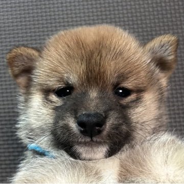 柴犬(豆柴)【福岡県・男の子・2025年10月2日・赤】の写真「小柄な赤毛の男の子」