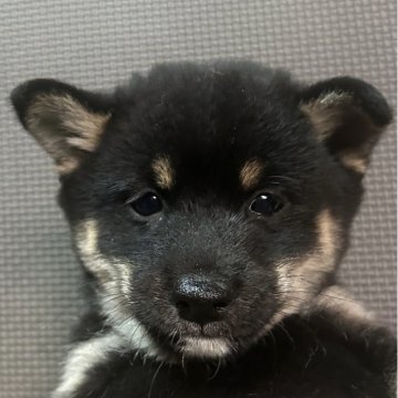 柴犬(豆柴)【福岡県・男の子・2025年9月16日・黒】の写真「小柄でおとなしい黒毛の男の子」