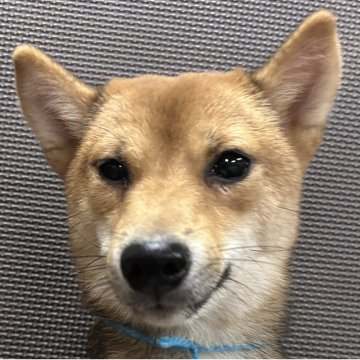 柴犬(豆柴)【福岡県・男の子・2025年1月11日・赤】の写真「おとなしくて凛々しいお顔の赤毛の男の子」