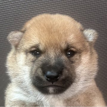 柴犬(豆柴)【福岡県・男の子・2025年9月12日・赤】の写真「コロッコロの赤毛の男の子」