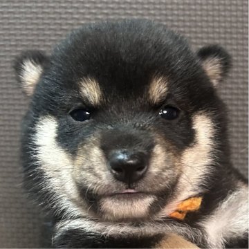 柴犬(豆柴)【福岡県・女の子・2025年9月10日・黒】の写真「元気な黒毛の女の子」