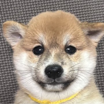 豆柴【福岡県・男の子・2025年7月5日・赤】の写真「おとなしいコロッコロの男の子」