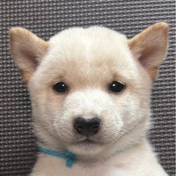 柴犬(豆柴)【福岡県・男の子・2025年7月16日・白】の写真「おとなしい白毛の男の子」