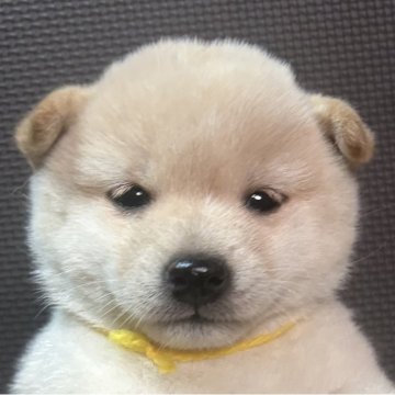 柴犬(豆柴)【福岡県・女の子・2025年8月28日・白】の写真「可愛いお顔の小柄な赤毛の女の子」