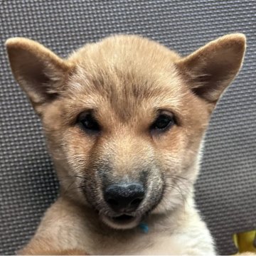 柴犬(豆柴)【福岡県・男の子・2025年8月3日・赤】の写真「元気な赤毛の男の子」