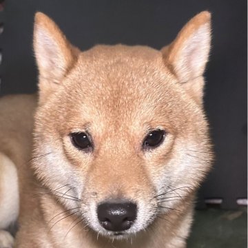 柴犬(豆柴)【福岡県・男の子・2025年2月13日・赤】の写真「元気な赤毛の男の子」