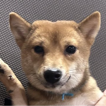 柴犬(豆柴)【福岡県・男の子・2025年1月11日・赤】の写真「おとなしくて凛々しいお顔の赤毛の男の子」