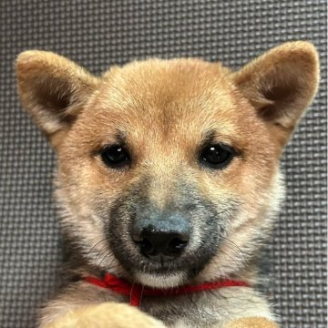 豆柴【福岡県・女の子・2025年8月13日・赤】の写真「小柄で元気な赤毛の女の子」