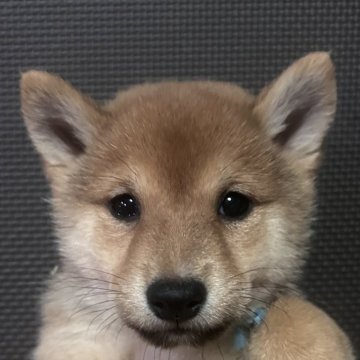 柴犬(豆柴)【福岡県・男の子・2024年11月24日・赤】の写真「小柄で可愛いお顔の赤毛の男の子」