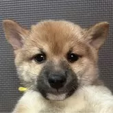 豆柴【福岡県・男の子・2025年10月2日・赤】の写真1