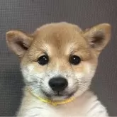 豆柴