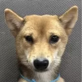 豆柴