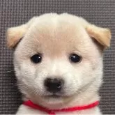 豆柴