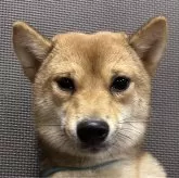 豆柴