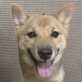 豆柴