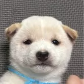 豆柴