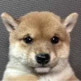 豆柴