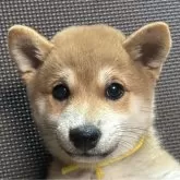豆柴