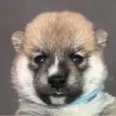 豆柴