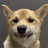 豆柴