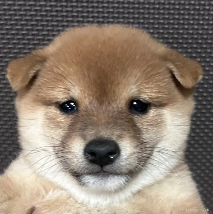 ID：2302-00055の子犬