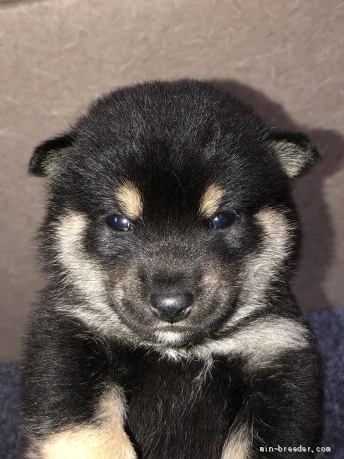 ID：2005-01654の子犬