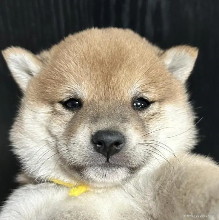 ID：2212-04064の子犬