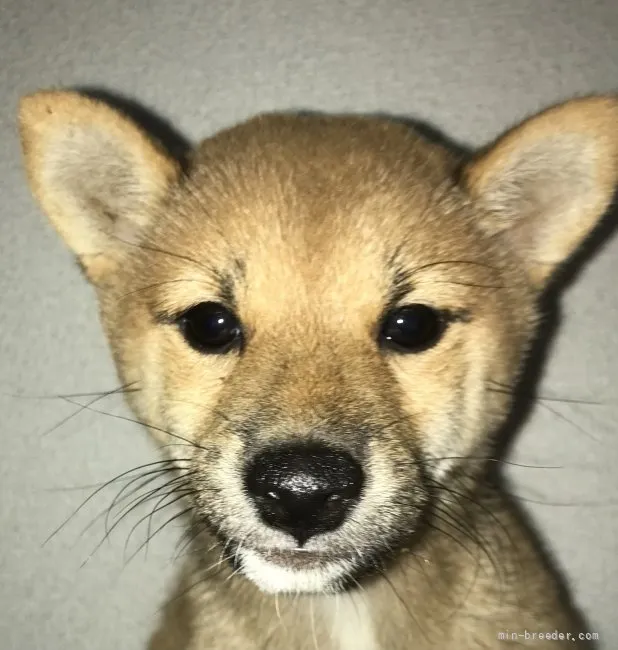 T.Y 様のお迎えした子犬