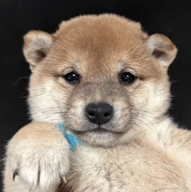 ID：2212-04063の子犬