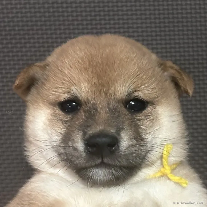 ID:2309-02030の子犬