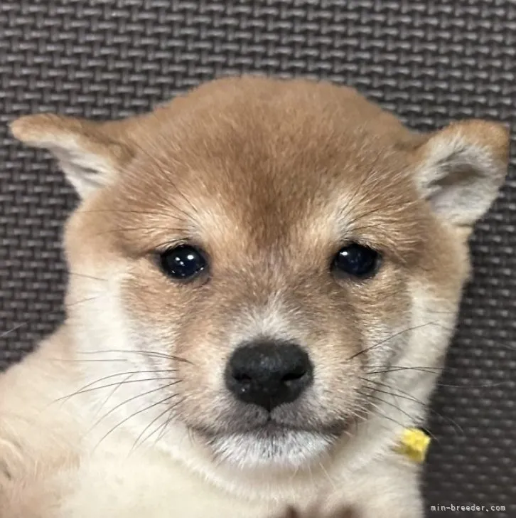 ID:2302-00056の子犬