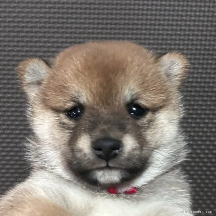 ID:2308-04624の子犬