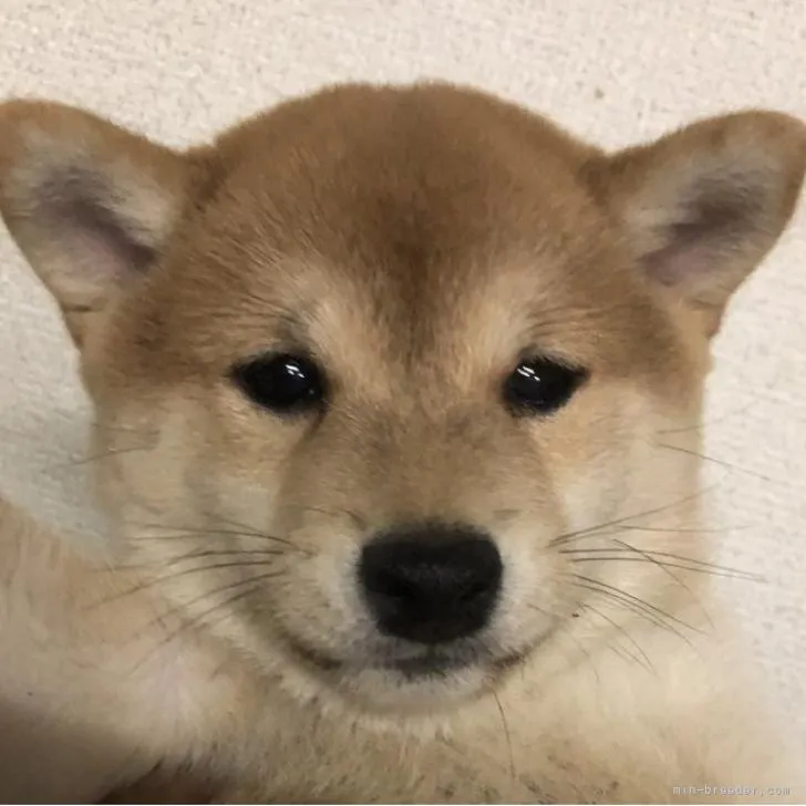 ハオ 様のお迎えした子犬