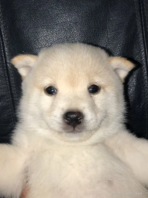 シンタロウ 様のお迎えした子犬