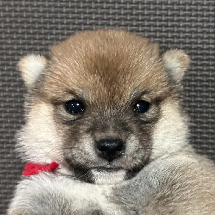 ID：2309-02606の子犬