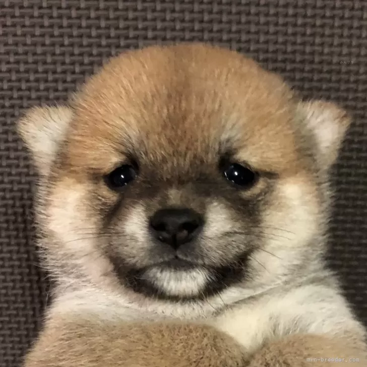 ID：2403-05981の子犬