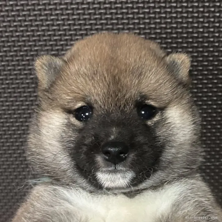 ID：2303-04441の子犬