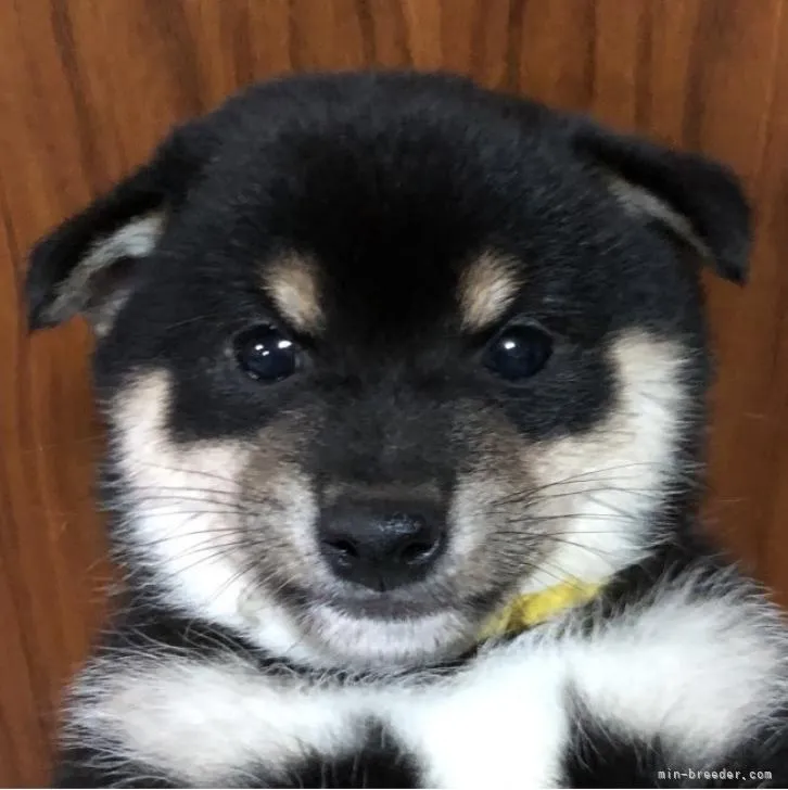 ひさ 様のお迎えした子犬