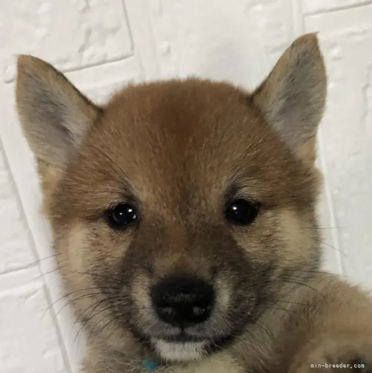 J.T 様のお迎えした子犬