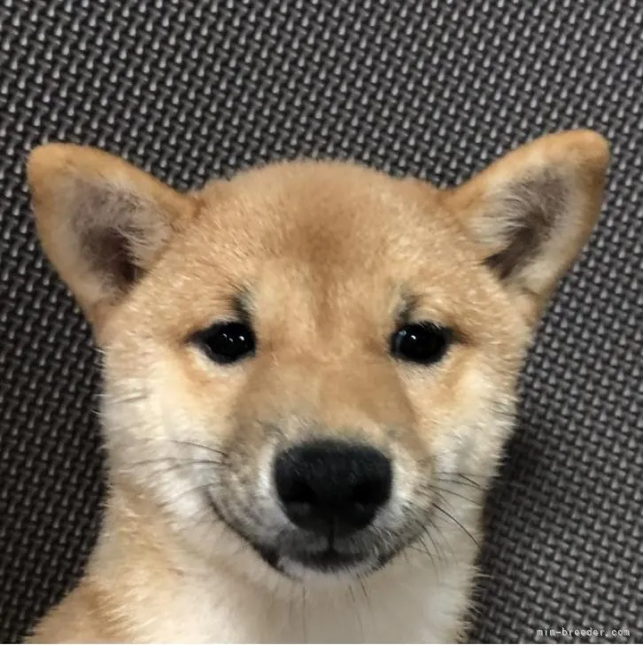 ナンシーママ 様のお迎えした子犬